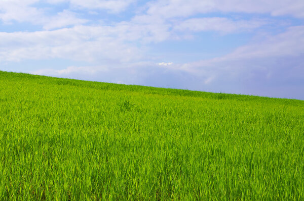 Blue sky, green grass
