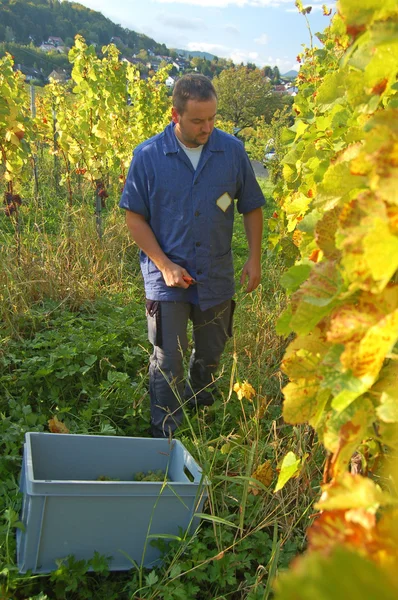Harvesting grape — Stock Photo, Image