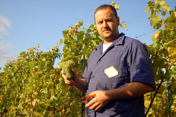 Сбор винограда
