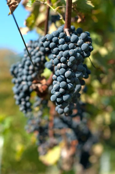 Harvesting grape — Stock Photo, Image