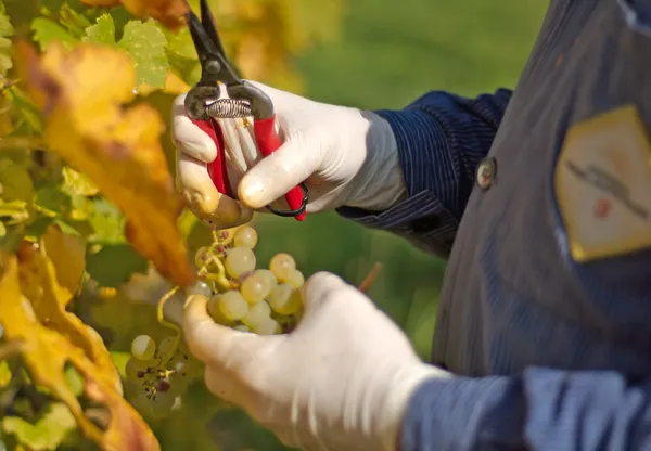 Grape harvesting — Stock Photo, Image