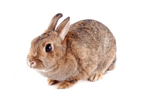 stock image Bunny