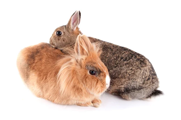 stock image Bunny