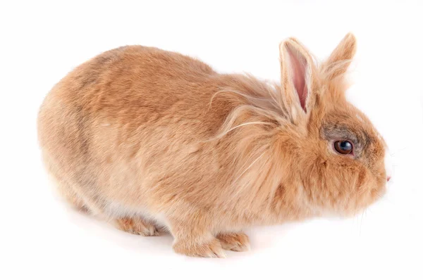 stock image Bunny