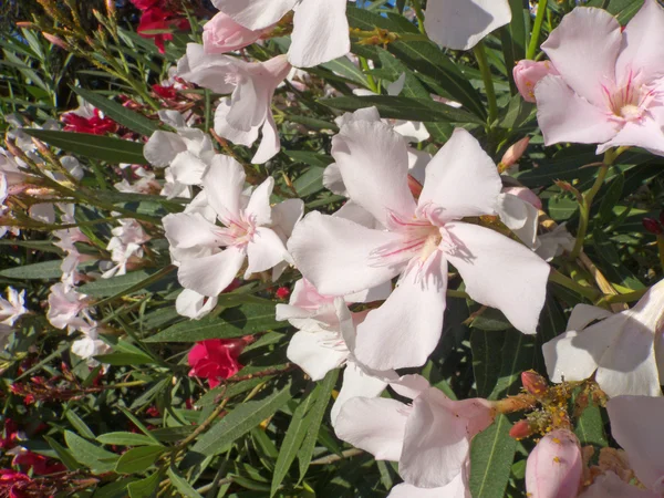 Flores de adelfa blanca —  Fotos de Stock