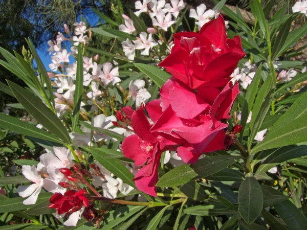 Vörös és fehér oleander virágok — Stock Fotó