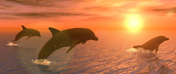 Les dauphins au coucher du soleil — Photo