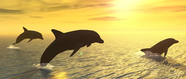stock image Dolphins at Sunset