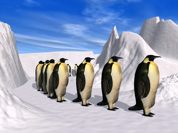 企鹅:企鹅 — 图库照片