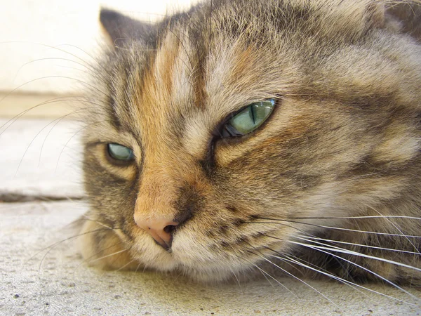 Cabeza de gato persa — Foto de Stock