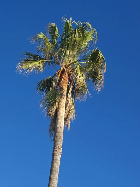 stock image Palm tree