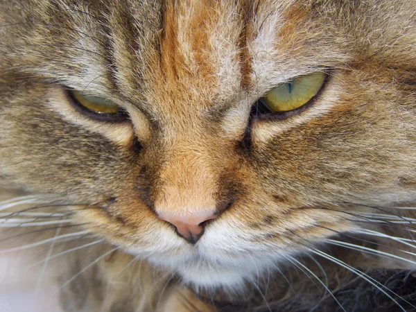 Cara de gato persa — Foto de Stock