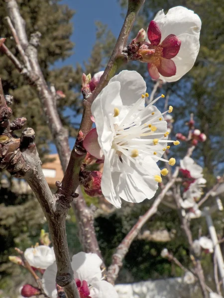 Aprikos blommor — Stockfoto