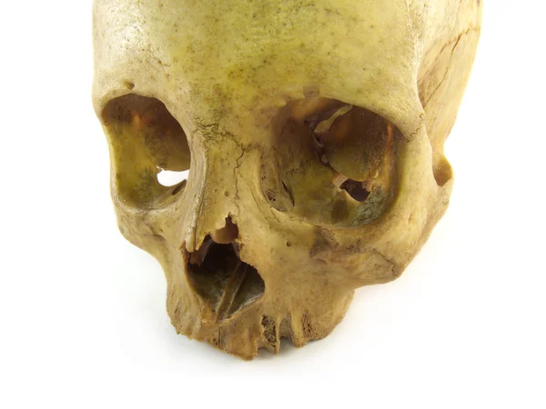 Skull close-up — Stock Photo, Image
