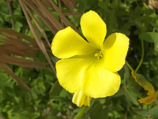 Flor de erva — Fotografia de Stock