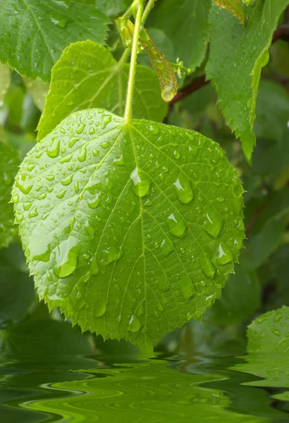 stock image Raindrops on lime-tree leaves