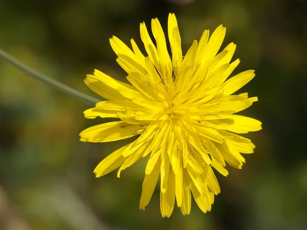 Dandelion Flower — Stock Photo, Image
