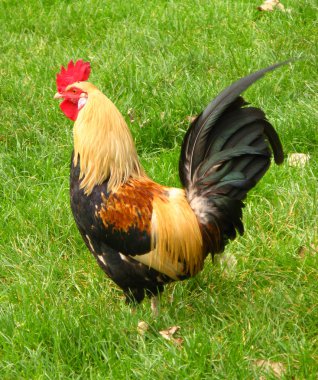 Rooster clipart