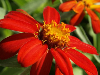 Red zinnia clipart