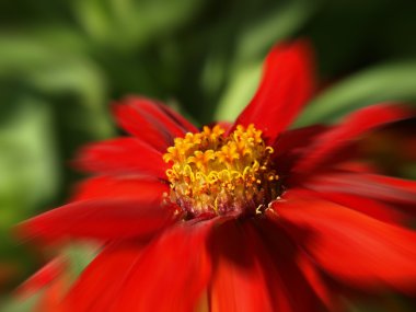 Kırmızı zinnia