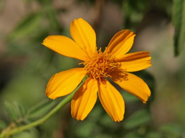 turuncu zinnia