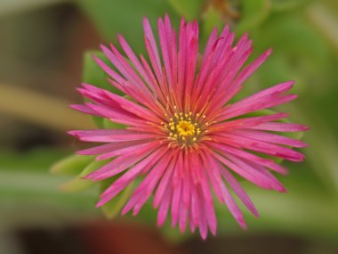 Lampranthus spectabilis