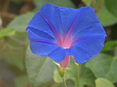 Morning glory clipart