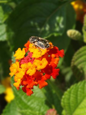 Fly on a lantana flower clipart