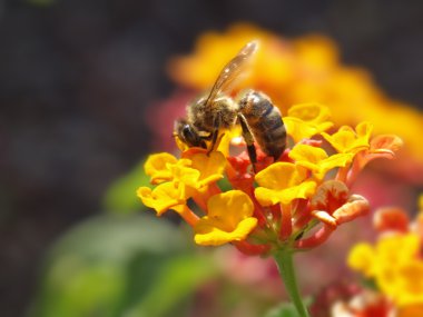 lantana çiçek arıya