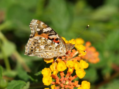 Lantana çiçek kelebek