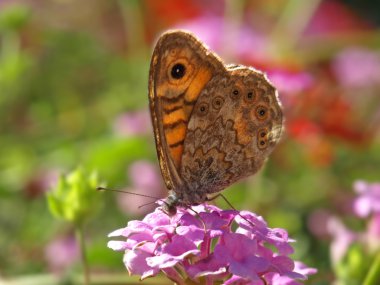 Lantana çiçek kelebek