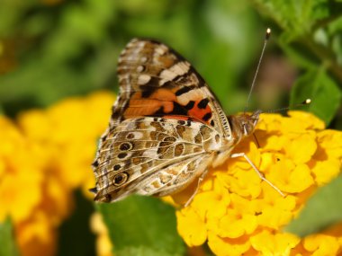 Lantana çiçek kelebek