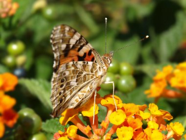 Lantana çiçek kelebek