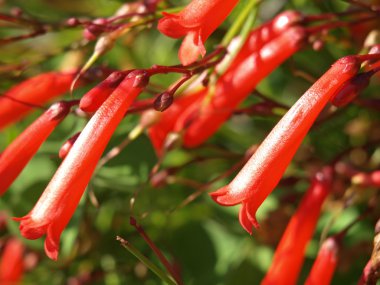 Kırmızı bellflowers