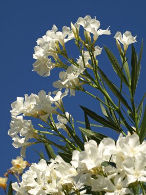 White oleander clipart