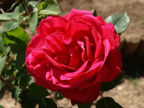 Garden pink rose — Stock Photo, Image
