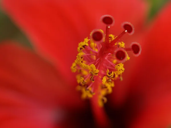 Hibiskus ogon — Zdjęcie stockowe