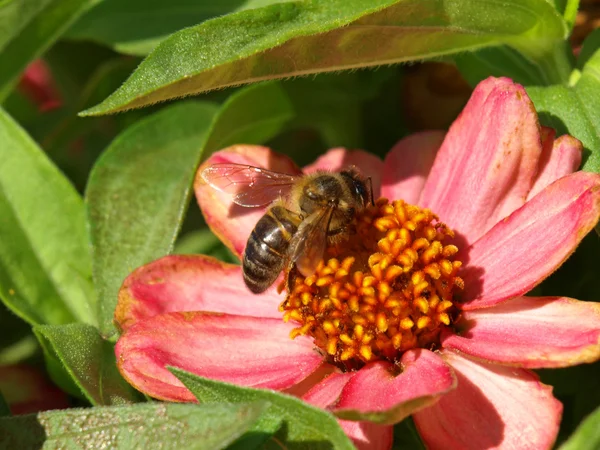 Bee at work — Stock Photo, Image