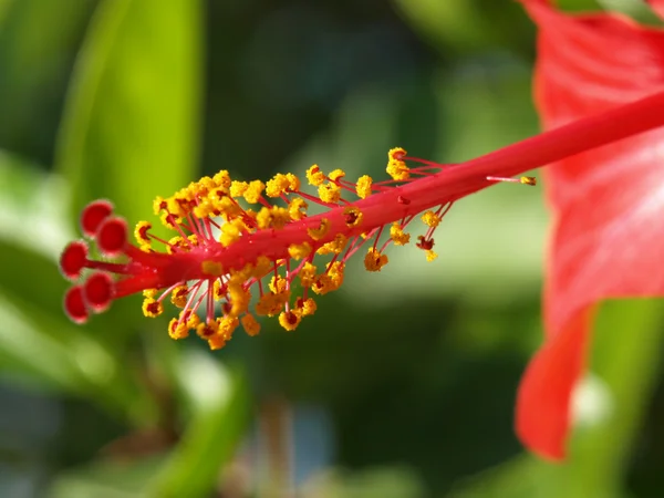 Queue d'hibiscus rouge — Photo