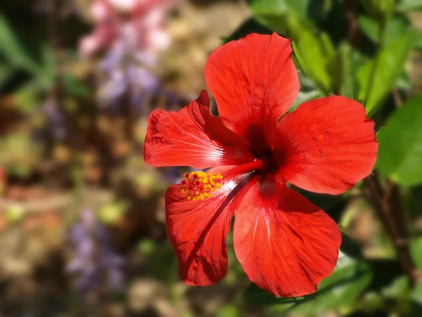 Röd hibiskus — Stockfoto