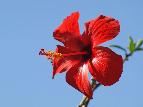 Hibisco rojo —  Fotos de Stock