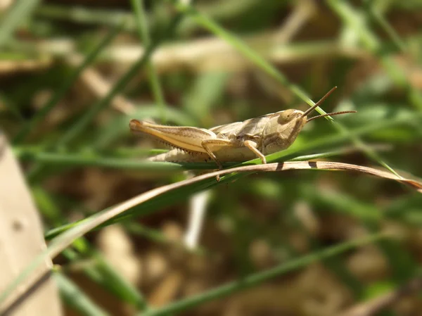 Little locust — Stock Photo, Image