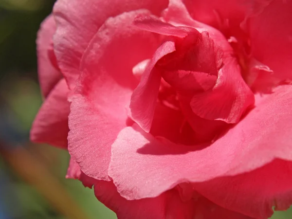 Rose laurier fleur — Photo