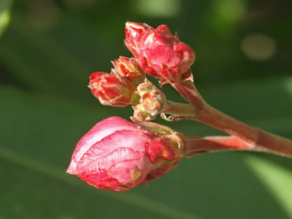 Pączki róży wawrzyn — Zdjęcie stockowe