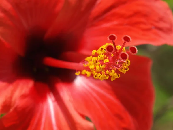 Hibiscus rouge — Photo