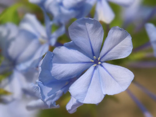 Plumbago çiçek — Stok fotoğraf