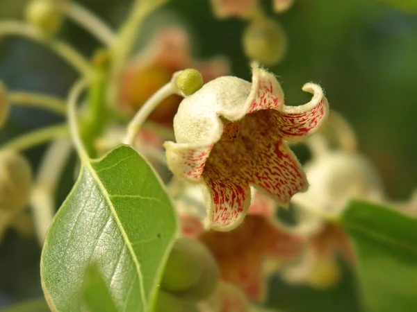 Beyaz bellflower — Stok fotoğraf