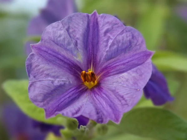 Fialový květ — Stock fotografie