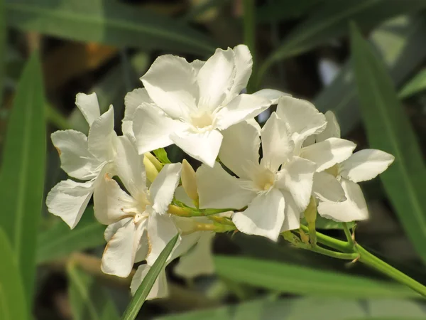 Biały oleander — Zdjęcie stockowe