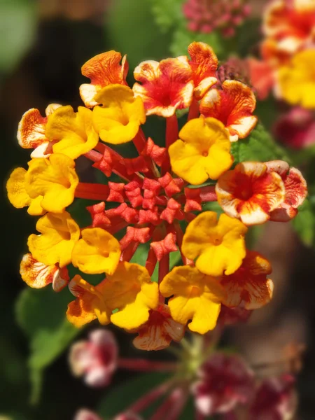 Röd orange och gula lantana blommor — Stockfoto